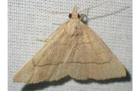 Paracolax tristalis