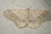 Idaea aversata