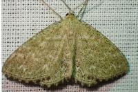 Scopula immorata