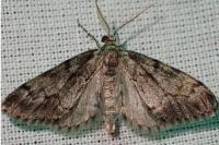 Tephronia sepiaria