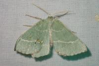 Thalera fimbrialis