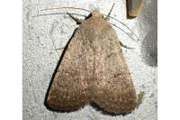 Caradrina aspersa