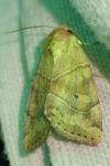 Cosmia trapezina