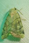 Cosmia trapezina