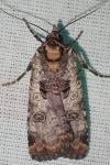 Epilecta linogrisea