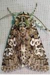 Lamprosticta culta