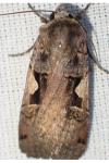 Xestia c-nigrum