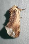 Ptilodon cucullina