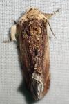 Ptilodon cucullina