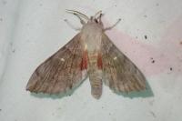 Laothoe populi