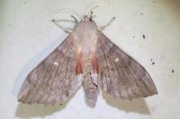 Laothoe populi