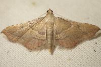 Endotricha flammealis