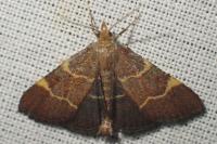 Hypsopygia rubidalis