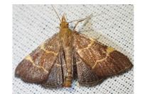 Hypsopygia rubidalis