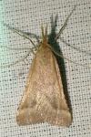 Synaphe punctalis