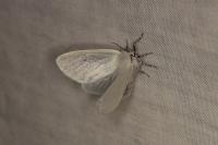 Leucoma salicis