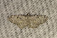 Eupithecia impurata