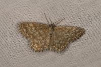 Scopula immorata