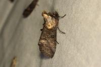 Abrostola asclepiadis