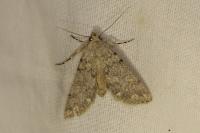 Dichagyris renigera renigera