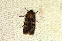 Chersotis oreina