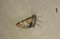 Epirrhoe pupillata