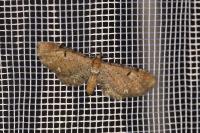 Eupithecia tripunctaria