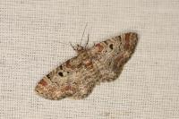 Eupithecia abietaria