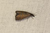Platytes cerussella