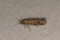 Pempeliella ornatella