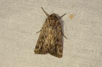 Dichagyris celsicola