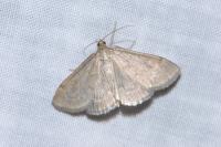 Anania fuscalis