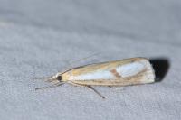 Catoptria conchella bourgognei