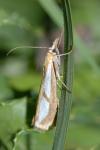 Catoptria conchella bourgognei