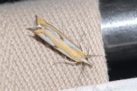 Catoptria pinella