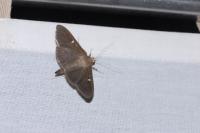 Cydalima perspectalis