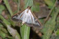 Cydalima perspectalis