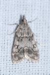 Eudonia lacustrata