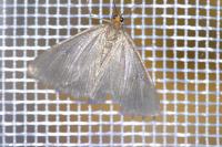 Evergestis aenealis