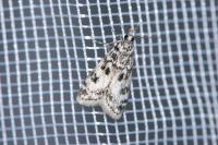 Eudonia laetella