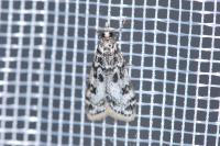 Eudonia laetella