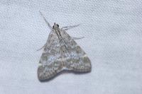 Evergestis sophialis