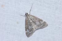 Evergestis sophialis