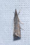 Platytes cerussella