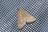 Pyrausta aerealis