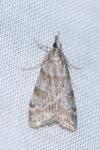Scoparia pyralella