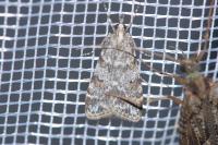 Scoparia pyralella