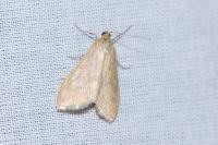 Sitochroa verticalis