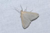 Udea austriacalis