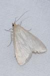 Udea austriacalis